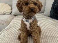 Deckrüde Toypudel Toy-Pudel Toy Pudel Teddybär rot red braun brown