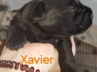 Zwergschnauzer schwarz Welpen *25.07.24