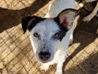 KOBOLD   ca.3-jähriger, wunderschöner Rüde, ca. 45 cm, seit Welpe im Tierheim