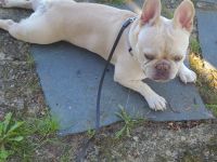 Französische Bulldogge