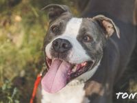 Tony, Am. Staffordshire-Pittbull Terrier-Mix, geb. 2013, Kraftpaket su. Kenner mit Führungsqualitäte