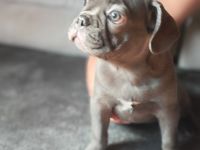 Französische Bulldogge Welpen