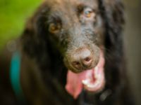 Kessi, 2-jährige braune Flat Coated Retriever-Dame
