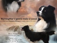 Australian Shepherd Deckrüde black bi ASCA registriert