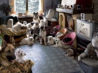 Tierschutzverein sucht Pflegestellen für tolle Hunde in NRW