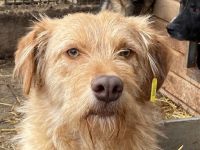 FABRIZIO  ca. 3 1/2-jähriger, freundlicher Rüde, ca.59 cm,hat bernsteinfarbene Augen/rotbraunes Fell