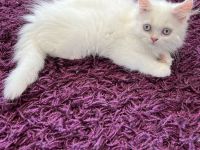 Kitten britisch Langhaar