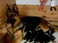 Deutscher Schäferhund Welpen