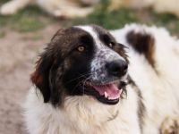 Coco sucht liebevolle Menschen