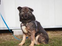 Dieter sucht sein Glück