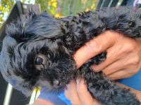 Bolonka Zwetna Welpen