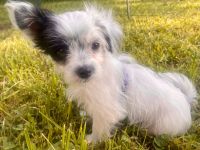 Chinesische Schopfhund Chinese Crested Powderpuffs