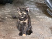 Katzenbabys ca 14 Wochen jung