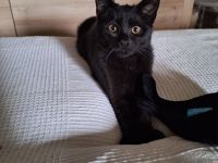 3 Kitten suchen liebe Dosenöffner