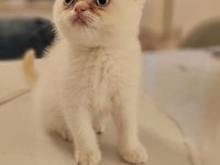 Britisch Kurzhaar Kitten❤️