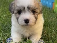 Wir planen einen Wurf Coton de Tuléar Welpen (VDH/FCI) für Ende Mai 2026!