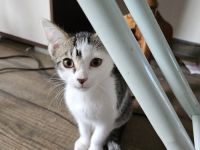 Katzenkinder/Kitten/Katzenbaby