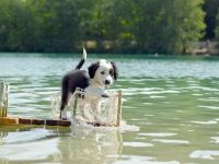 2 Mini Aussi Buben suchen ihre Familien