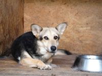 Schenkst du Lisa ein neues Zuhause?