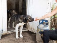 Bundy wurde von der Kette befreit und sucht nun ein liebevolles Zuhause.