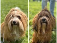 Reinrassige Havaneser Deckrüden (KEIN VERKAUF!)