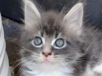 Gesundes Maine-Coon-Junge aus seriöser Zucht