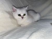 Britische Kurzhaar Katze in Weis