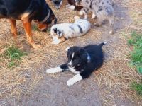 Australian Shepherd Welpen