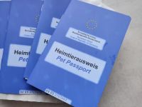 Jack Russel Terrier Welpen