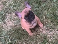 Französische Bulldoggen Welpen