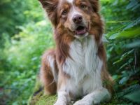 Border Collie Deckrüde