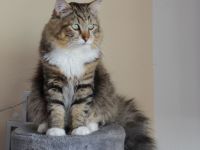 Sibirische Katze (Deckkater)