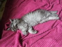 Wunderschöne BKH Kitten