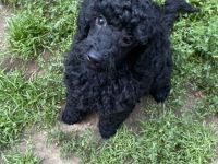 Süße Zwergpudelwelpen