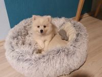 Zwergspitz zu verkaufen