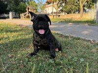 Französische Bulldogge Welpen