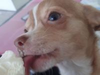 Chihuahua-Welpen suchen ein neues Zuhause