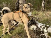 Starkes Frauchen für Milo gesucht