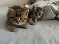 Bkh Kitten zu verkaufen