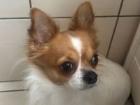 Deckrüde großer Chihuahua