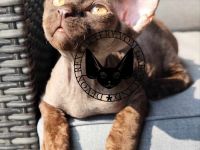 Devon Rex Romeo vom Gaborland