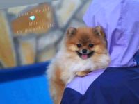 Kleiner Softball-Pomeranian-Spitz