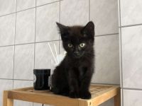 Kitten sucht neues Zuhause