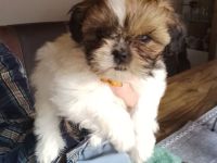 Shih Tzu Welpen