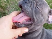 Französische bulldogge aus polen