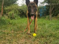 Beldischer Shcäferhund