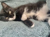 Kitten in lieben vollen Händen