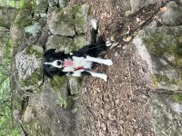 Border Collie Rudi sucht neues Zuhause