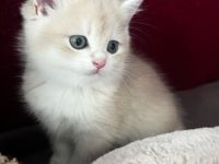 Wunderschöne BKH Kitten Brüder mit Champion-Stammbaum