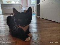 Süße BKH Mix Geschwister Pärchen abzugeben